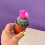 Cactussen met gedroogde bloemen