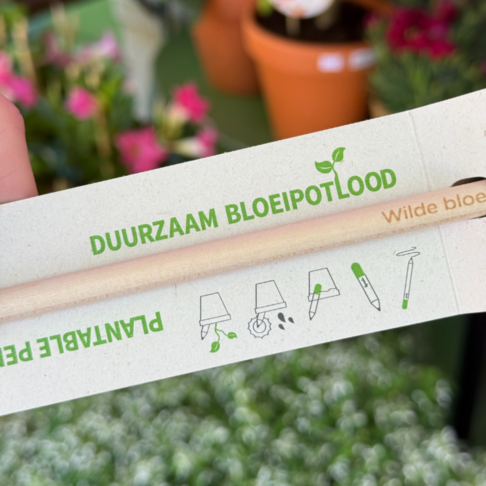 Bloei potlood