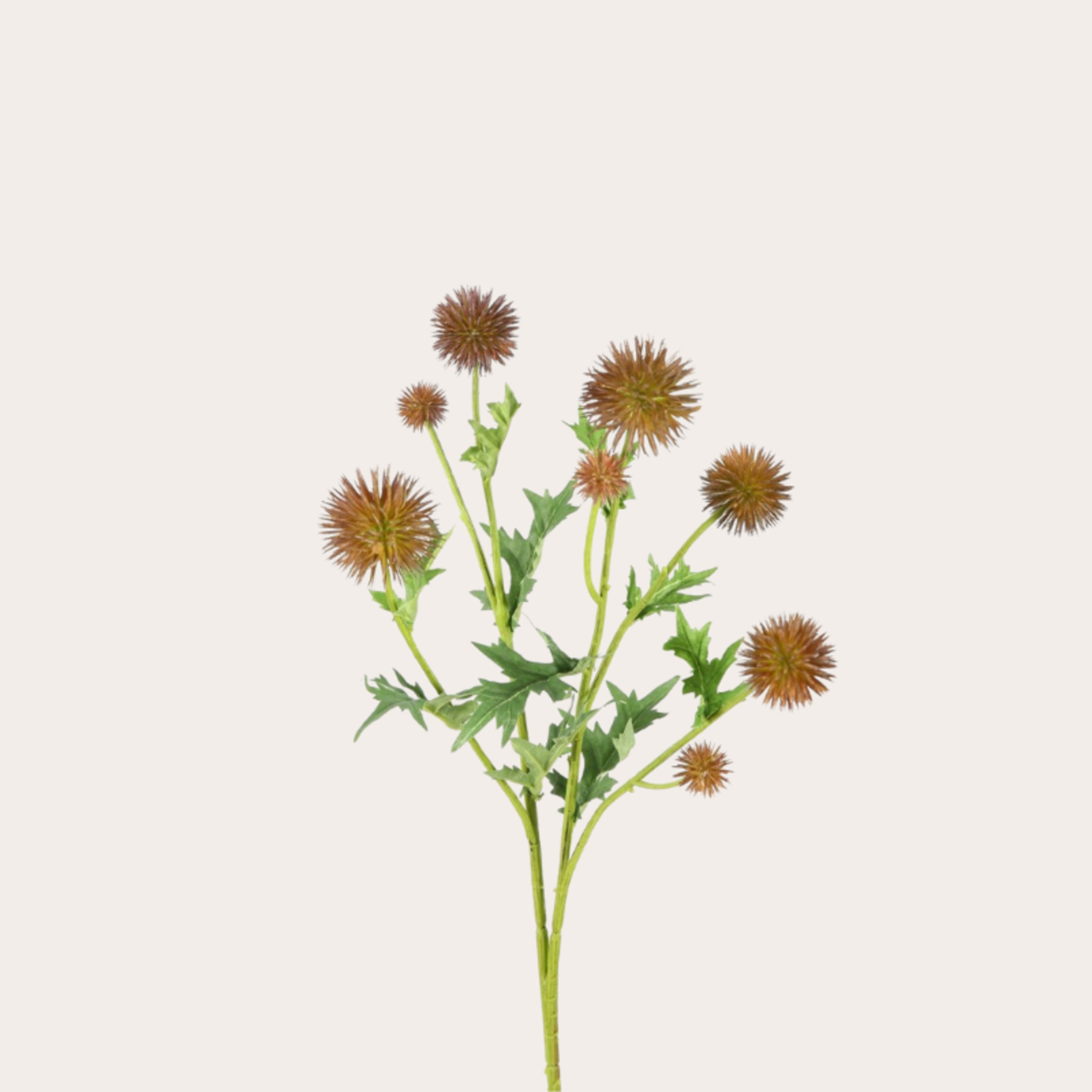 Zijden bloem - Distel - bruin