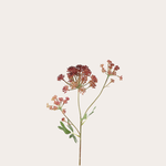 Zijden bloem - Engelwortel - rood