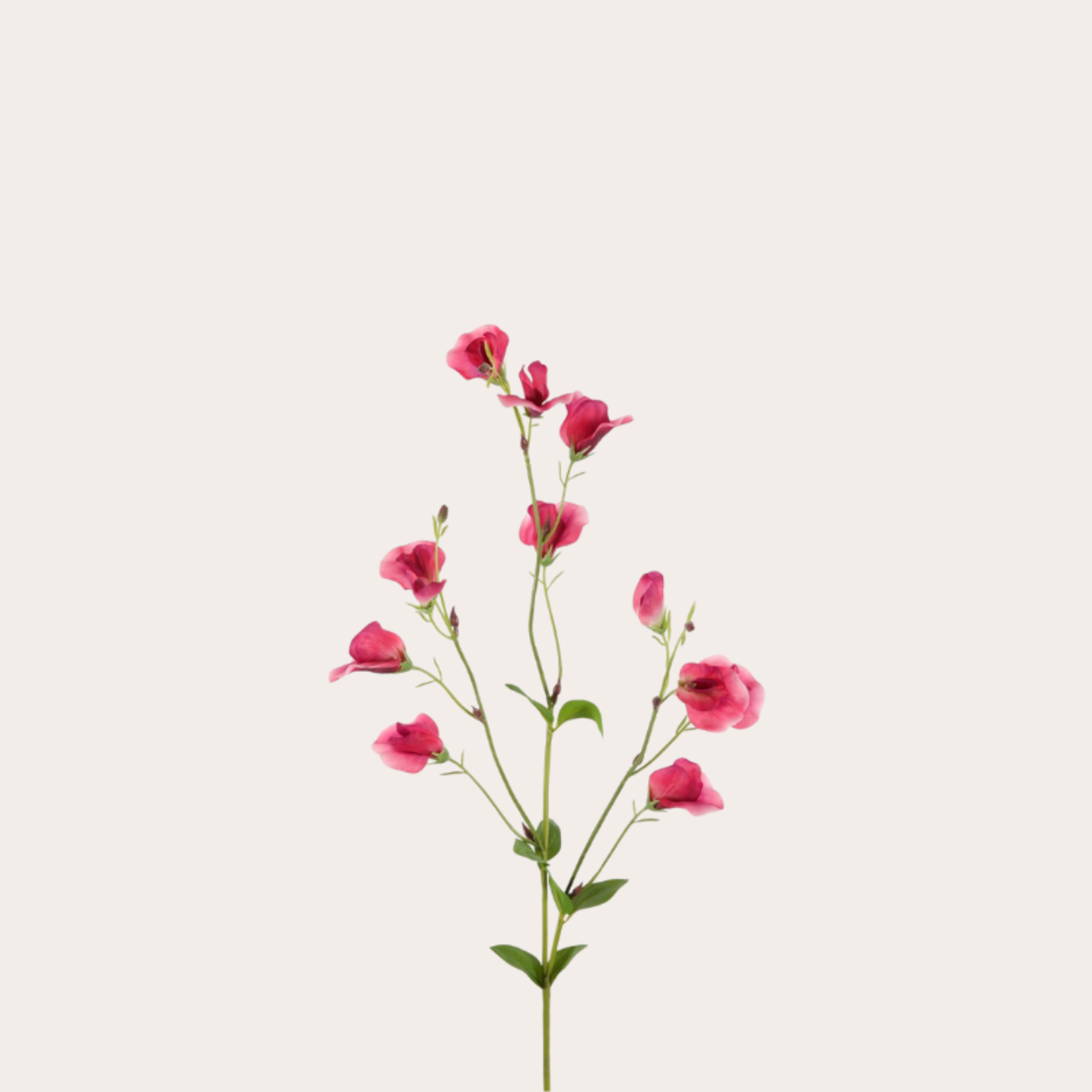 Zijden bloem - Pronkerwt - roze