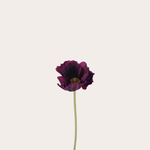Zijden bloem - Klaproos - paars