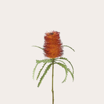 Zijden bloem - Banksia - rood/oranje