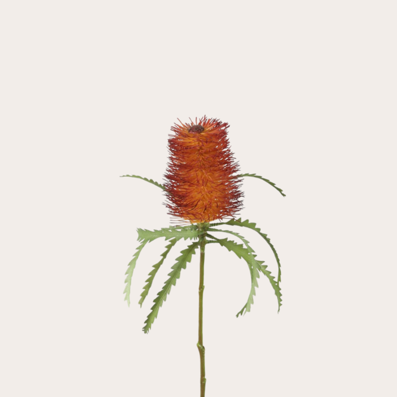 Zijden bloem - Banksia - rood/oranje