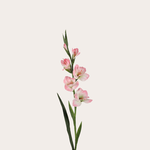 Zijden bloem - Gladiolus - roze