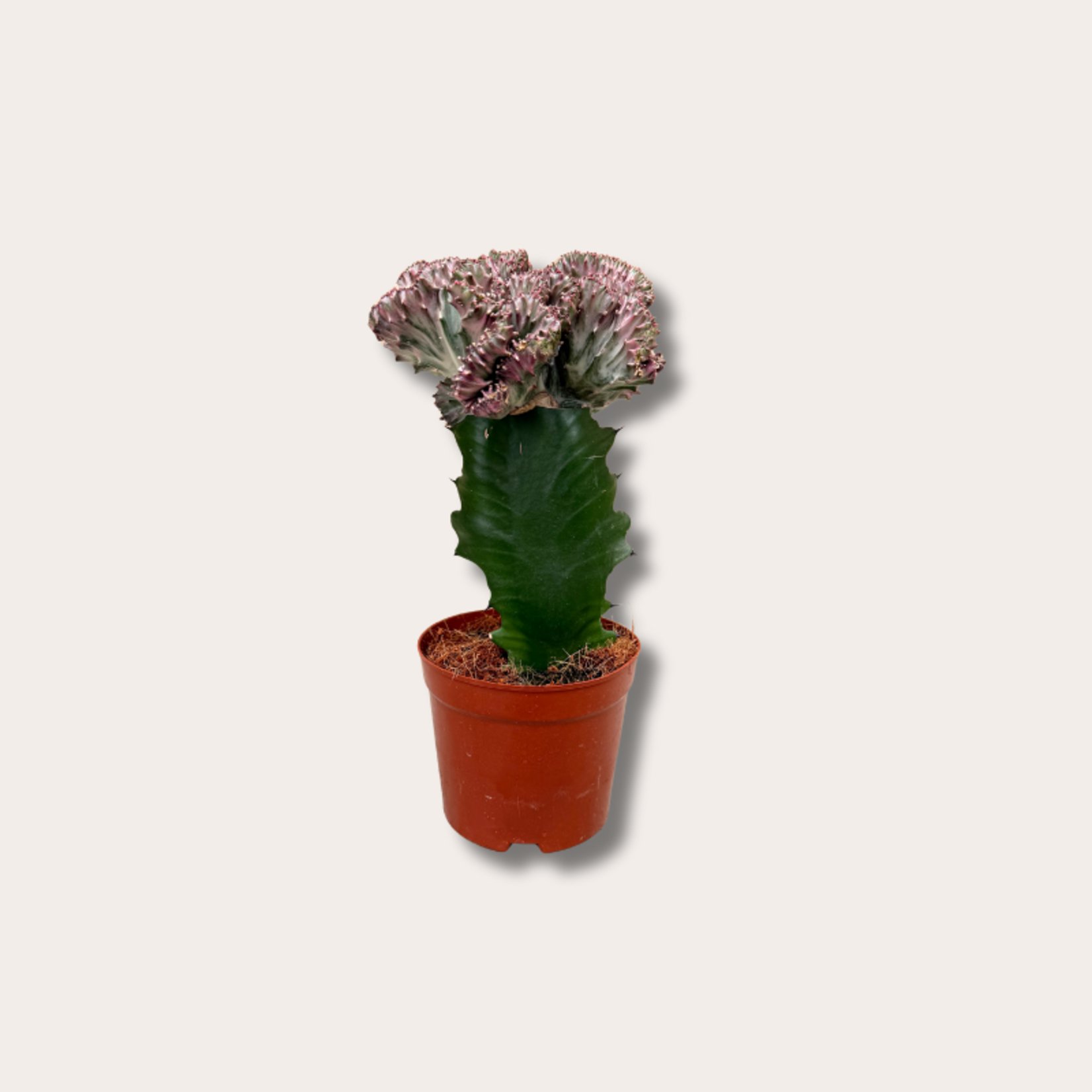 Euphorbia - lactea - Pink