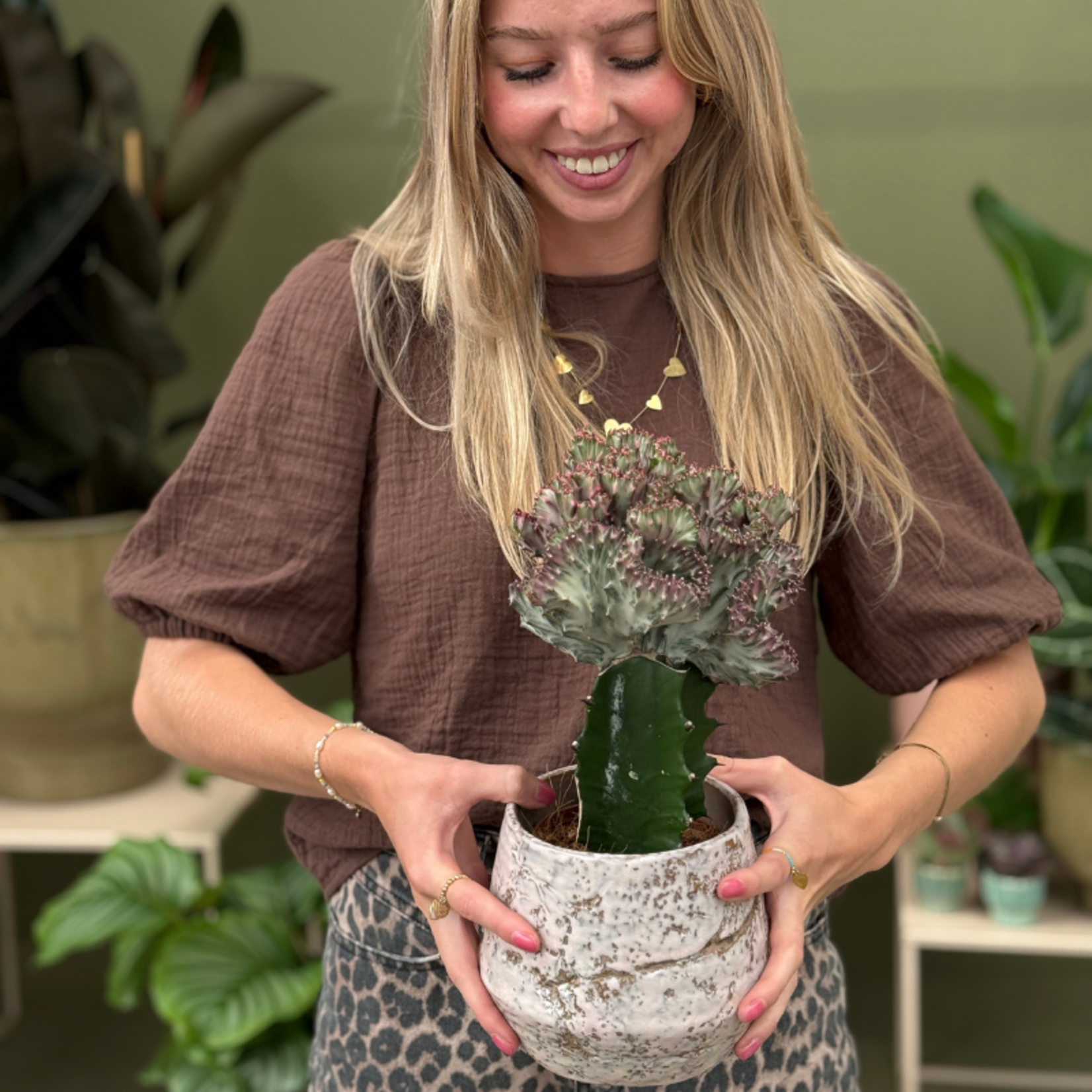 Euphorbia - lactea - Pink