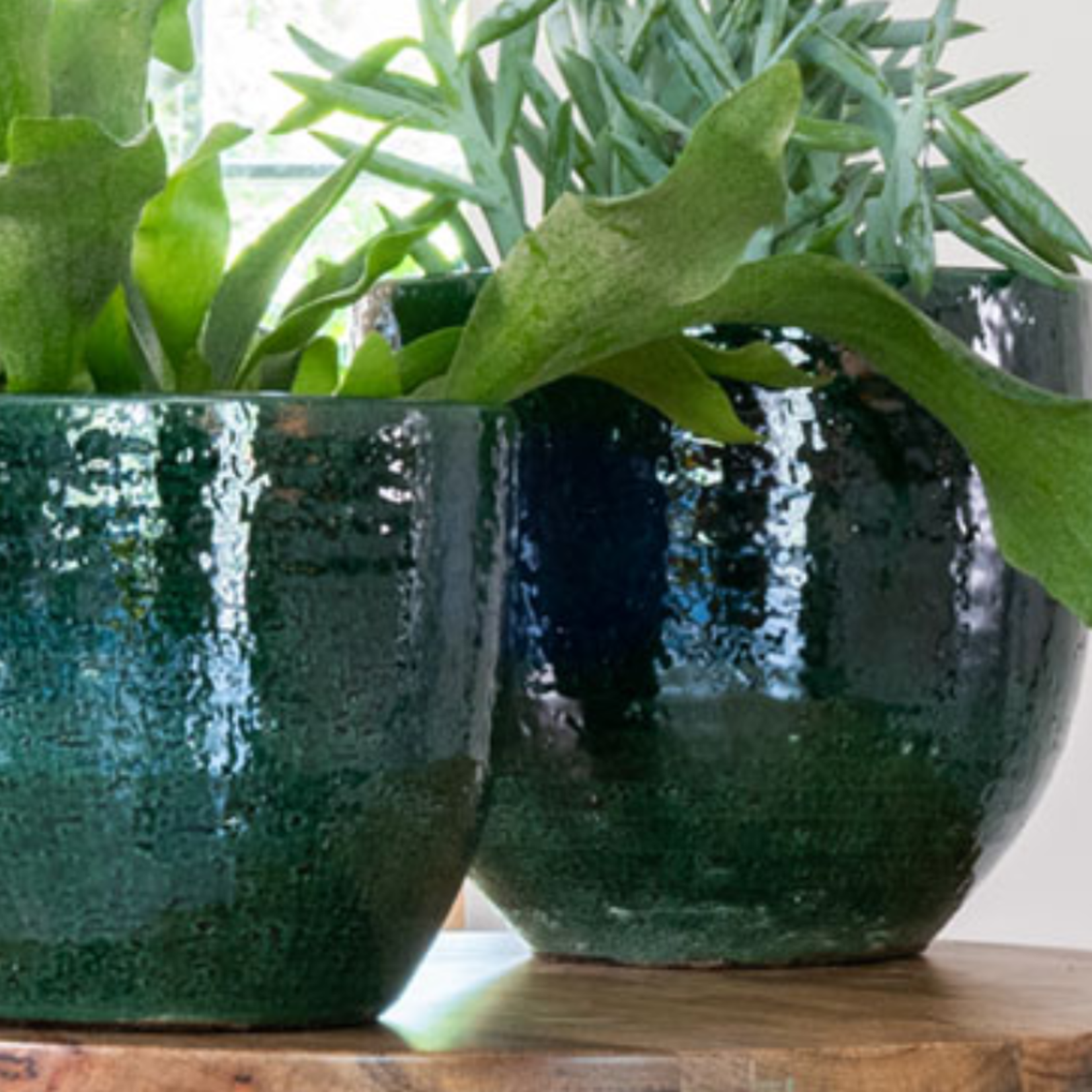 Pot - Jolin - Forest