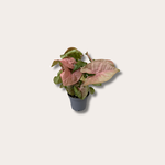 Syngonium - Mini - Mix