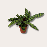 Calathea - Lancifolia - Insignis