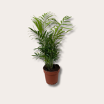 Chamaedorea - Elegans