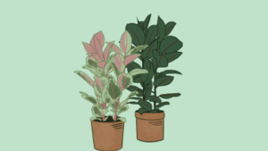 Ficus