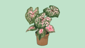 Caladium