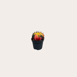 Cactus - Gymnocalycium Mihanov - Neon