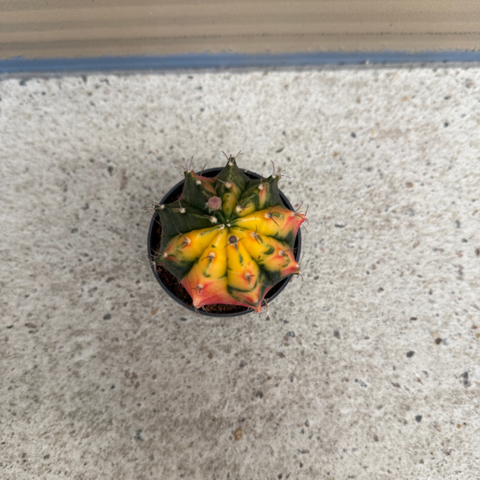 Cactus - Gymnocalycium Mihanov - Neon