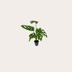 Monstera Oblique 'Monkey Mask'