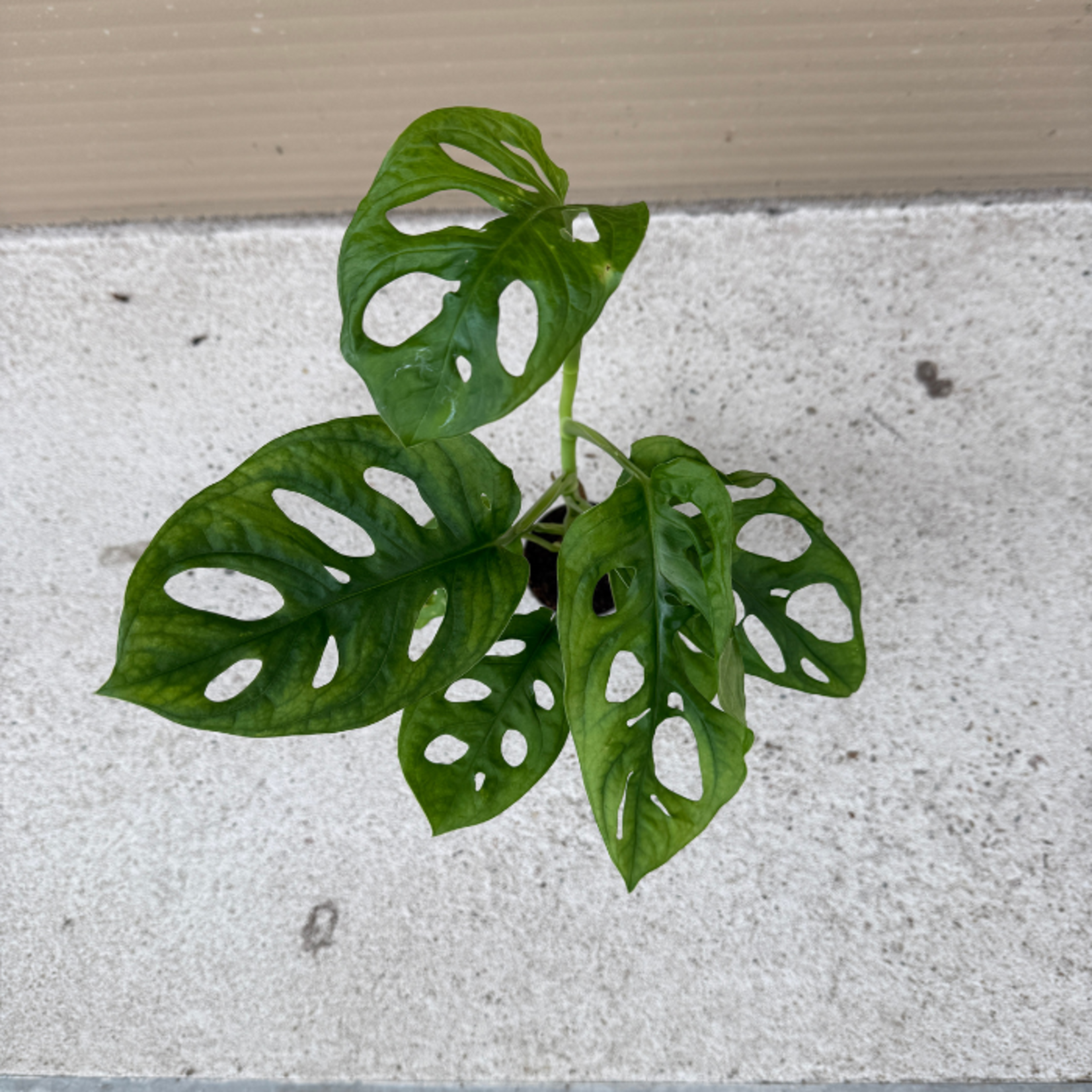 Monstera obliqua 'Monkey Mask'