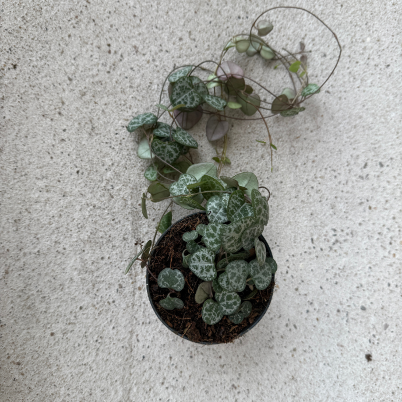 Ceropegia 'Woodii' M