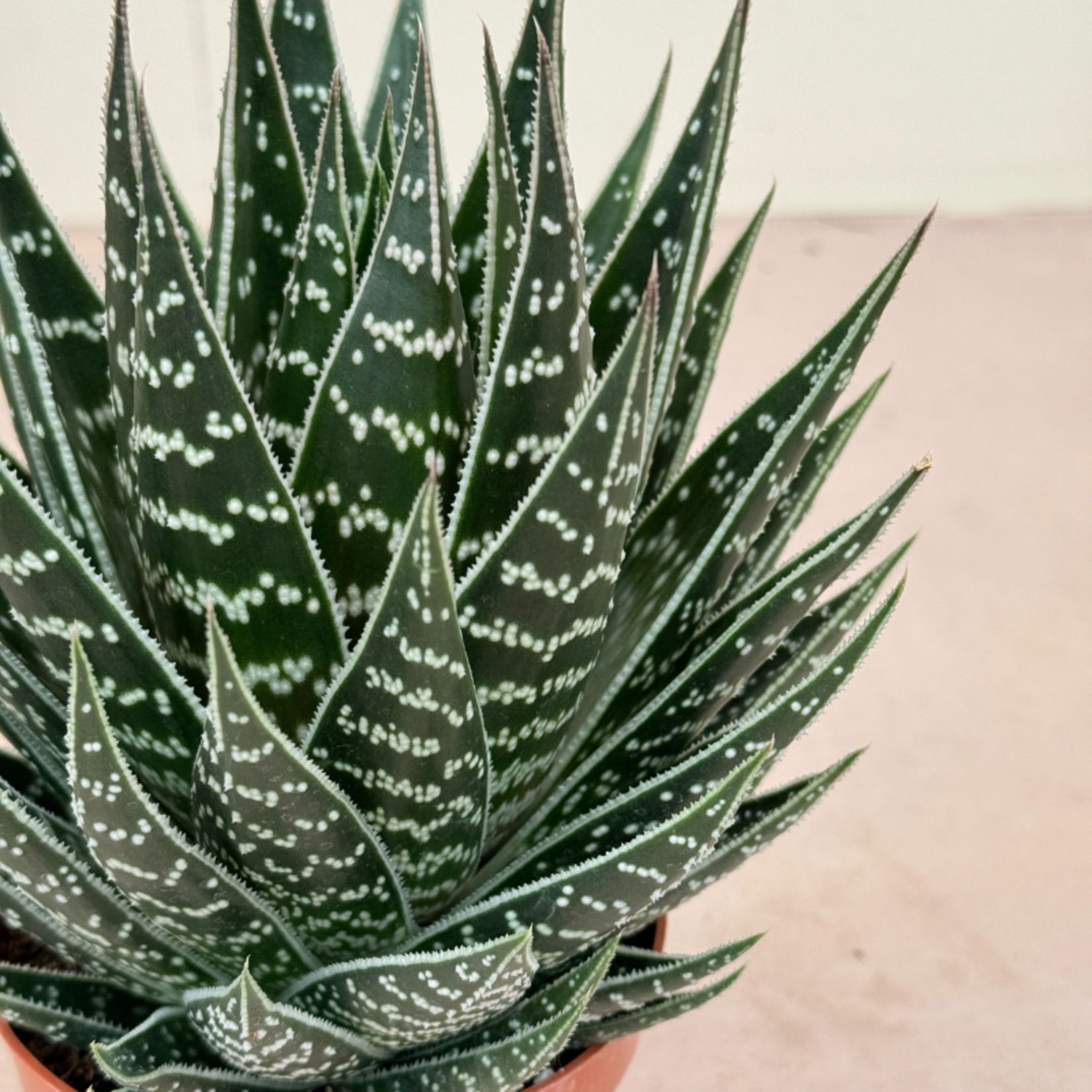 Aloë aristata "Tiki Tahi"