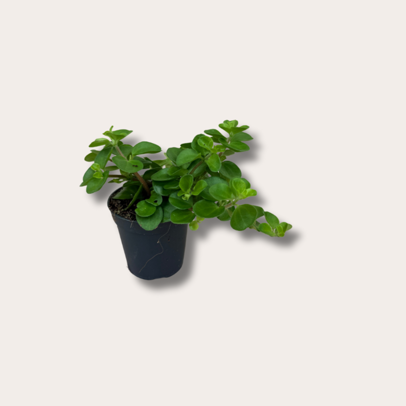 Peperomia rotundifolia