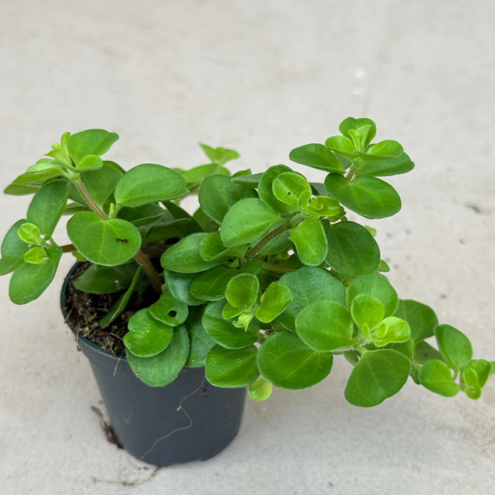 Peperomia rotundifolia