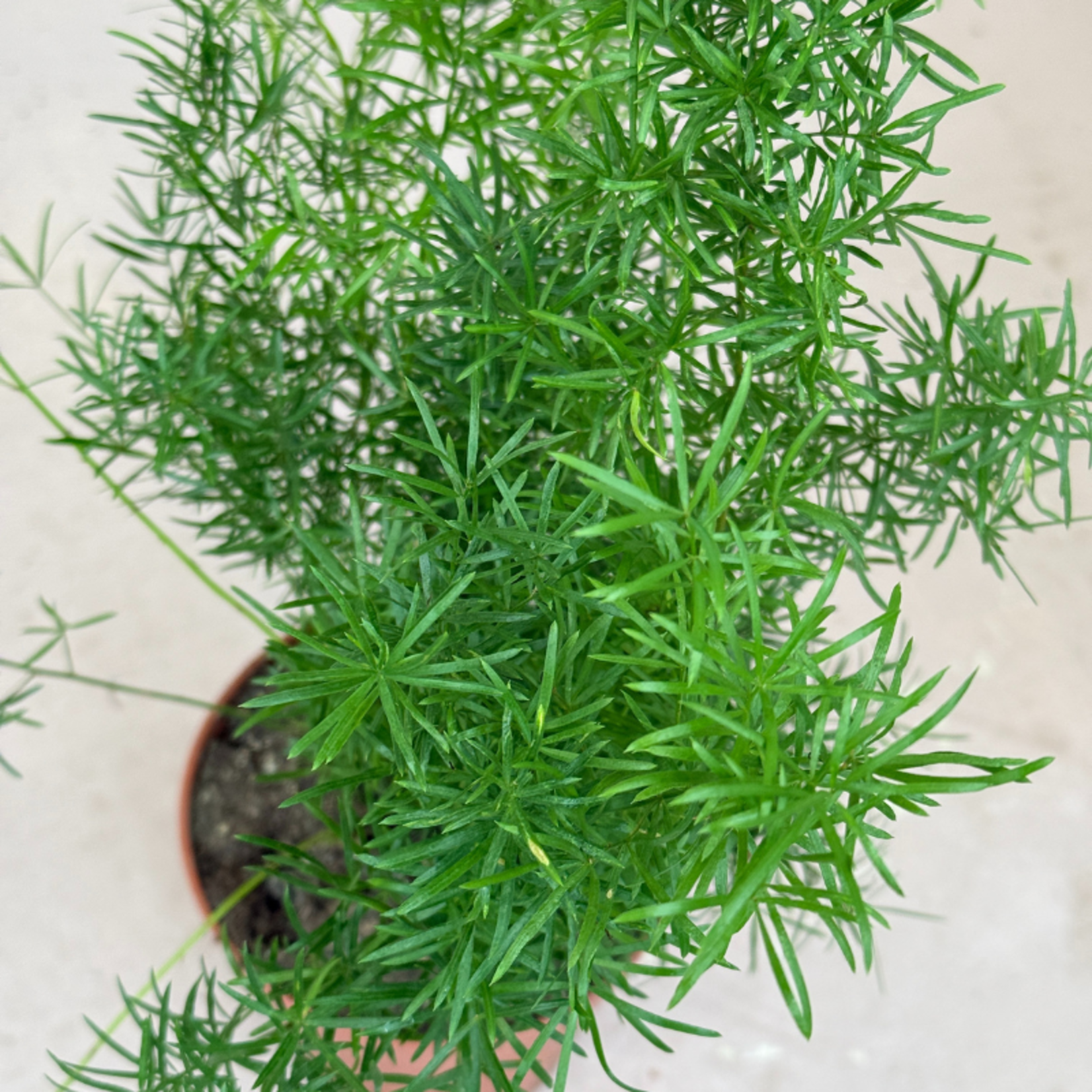 Asparagus "sprengeri"