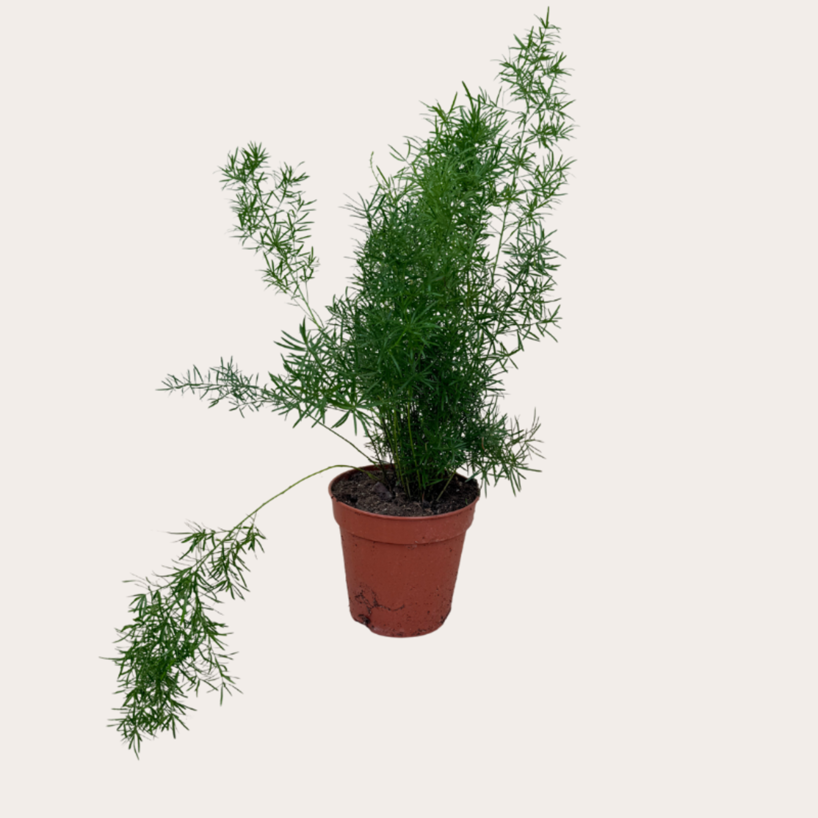 Asparagus "sprengeri"