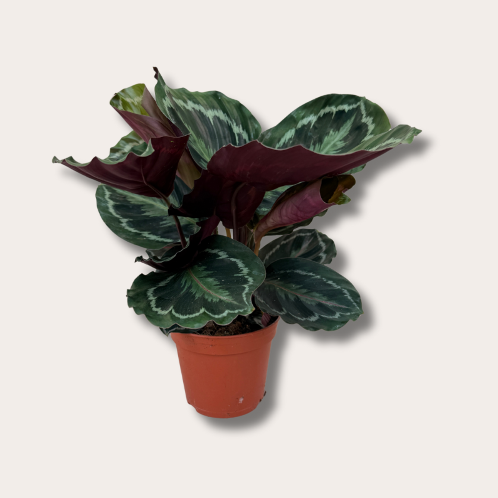 Calathea roseopicta medallion