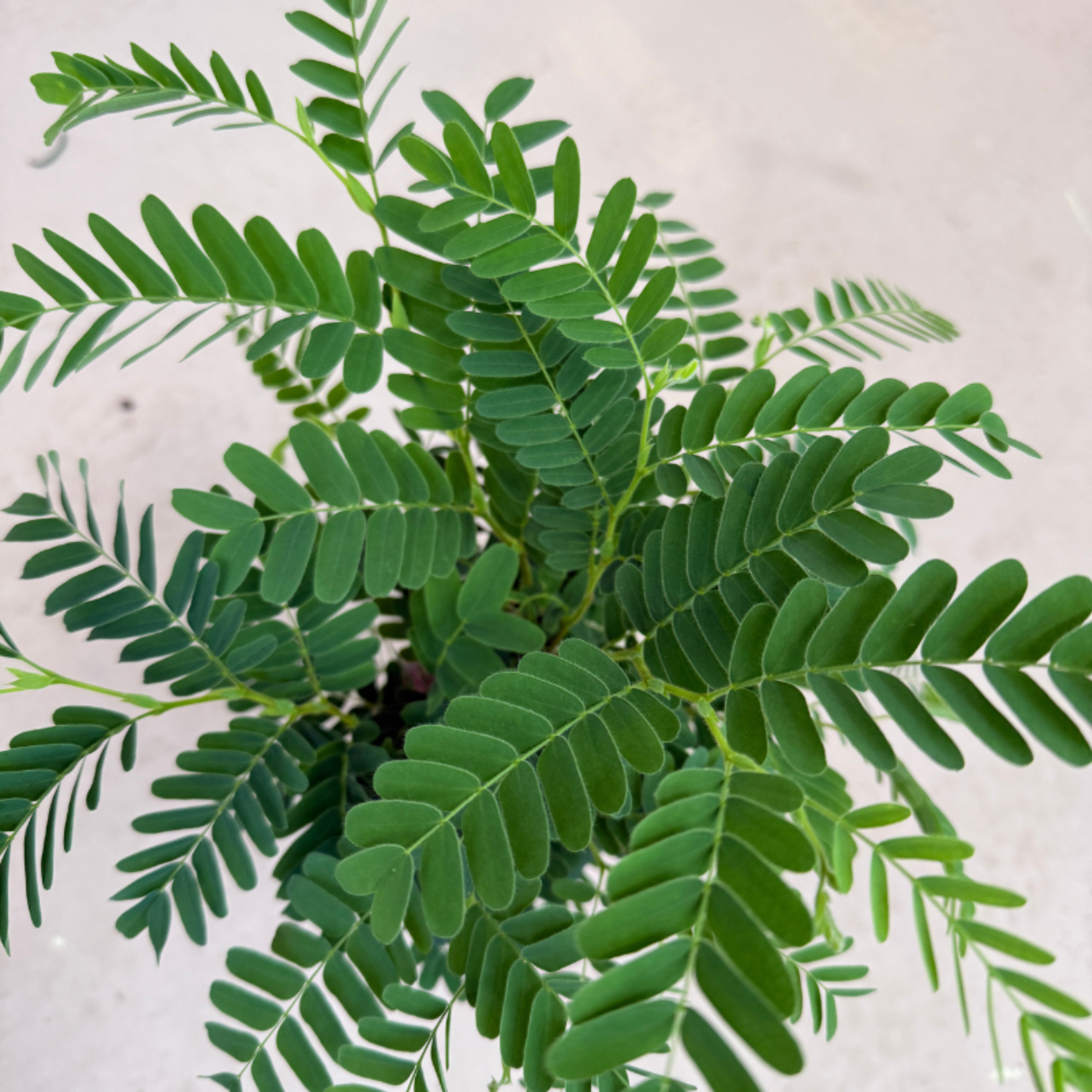 Tamarindus - Indica