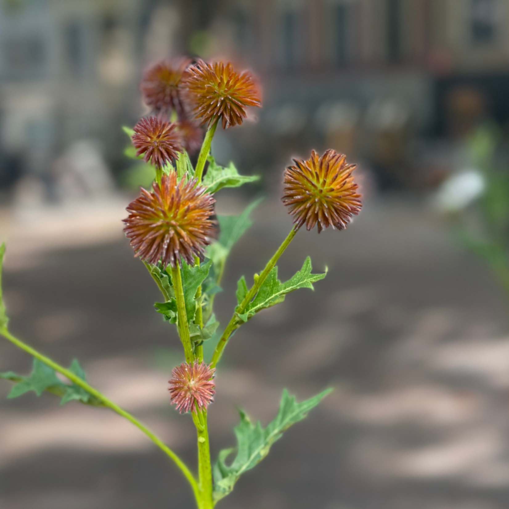 Zijden bloem - Distel - bruin