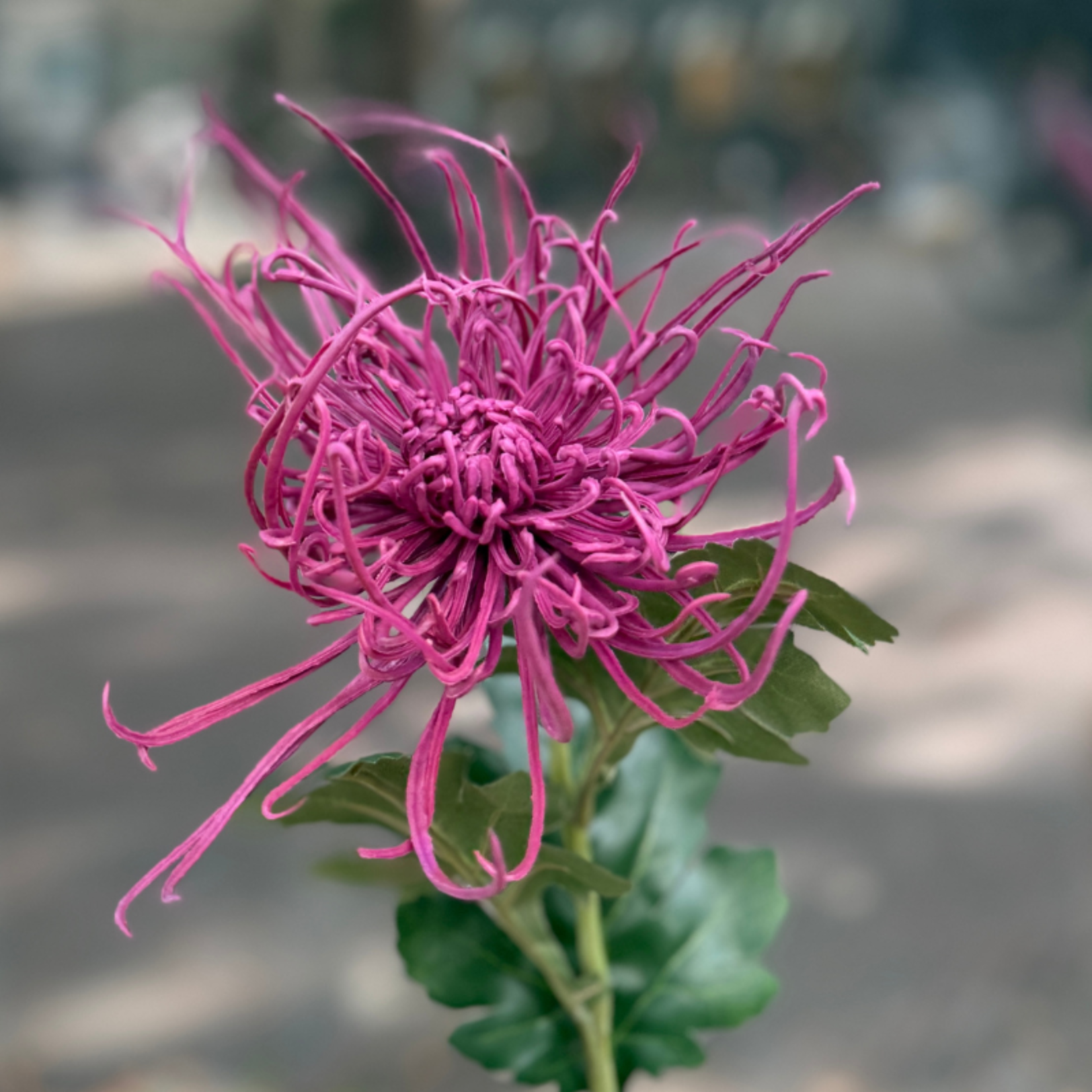 Zijden bloem - Chrysant - paars