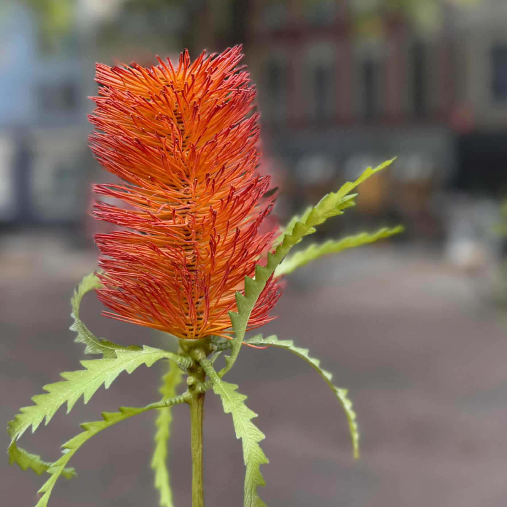 Zijden bloem - Banksia - rood/oranje