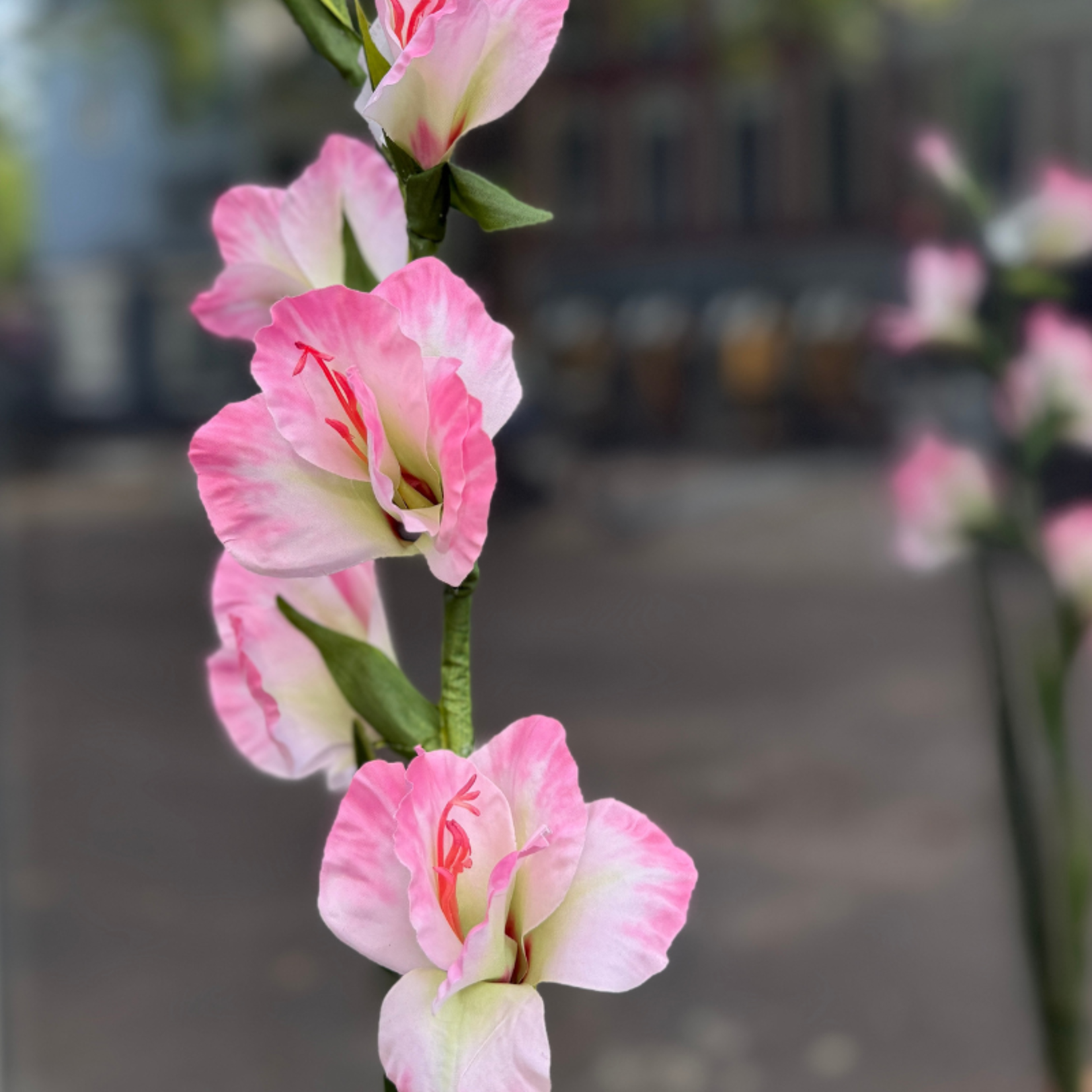 Zijden bloem - Gladiolus - roze