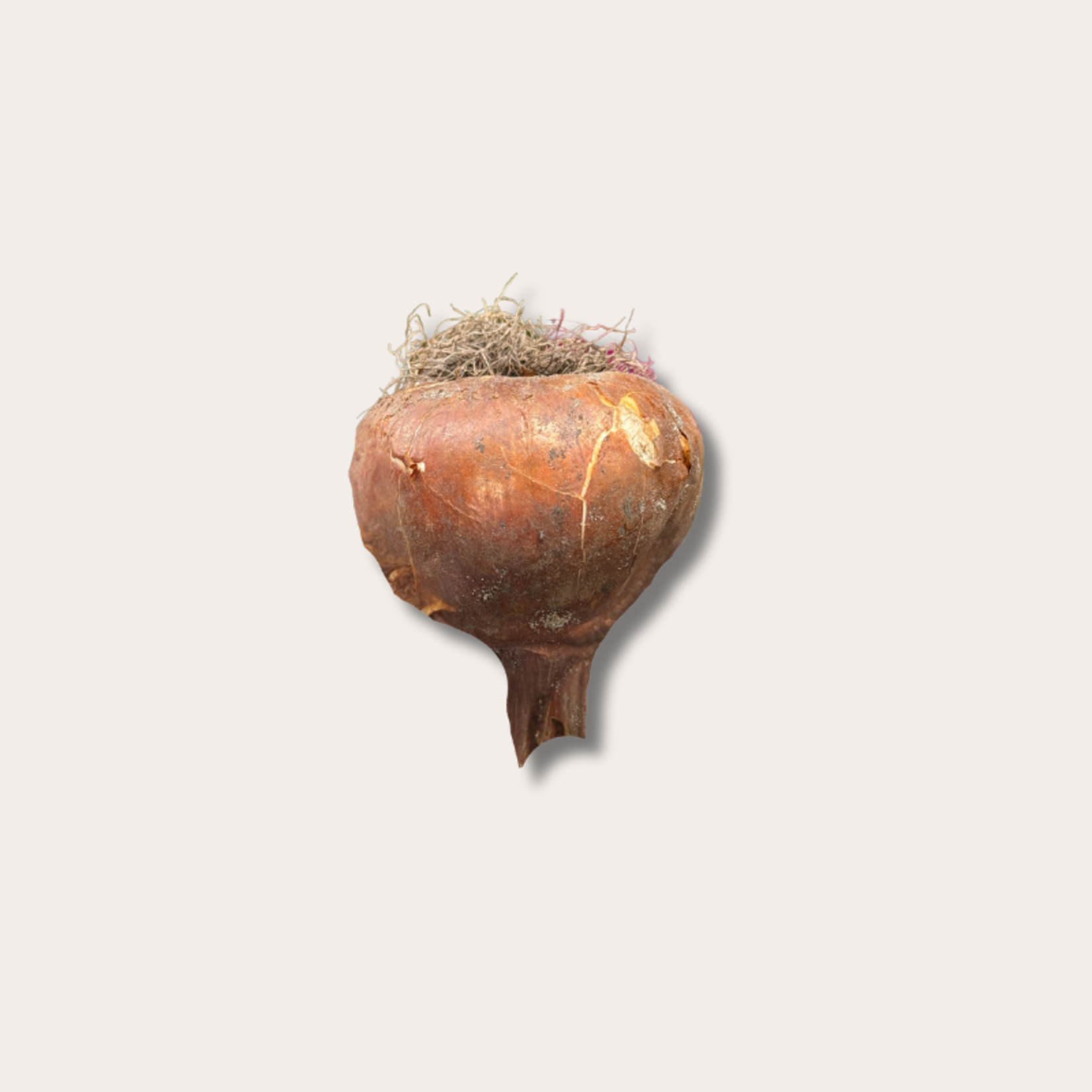 Colchicum - Herfsttijloos