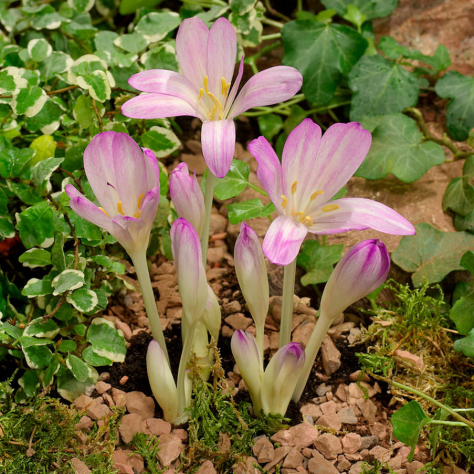 Colchicum - Herfsttijloos