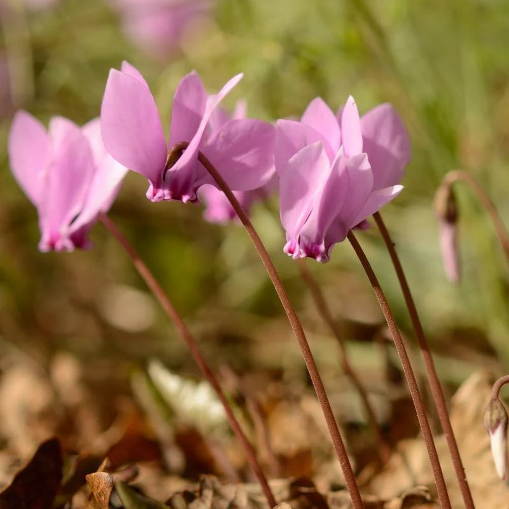 Cyclamen bol