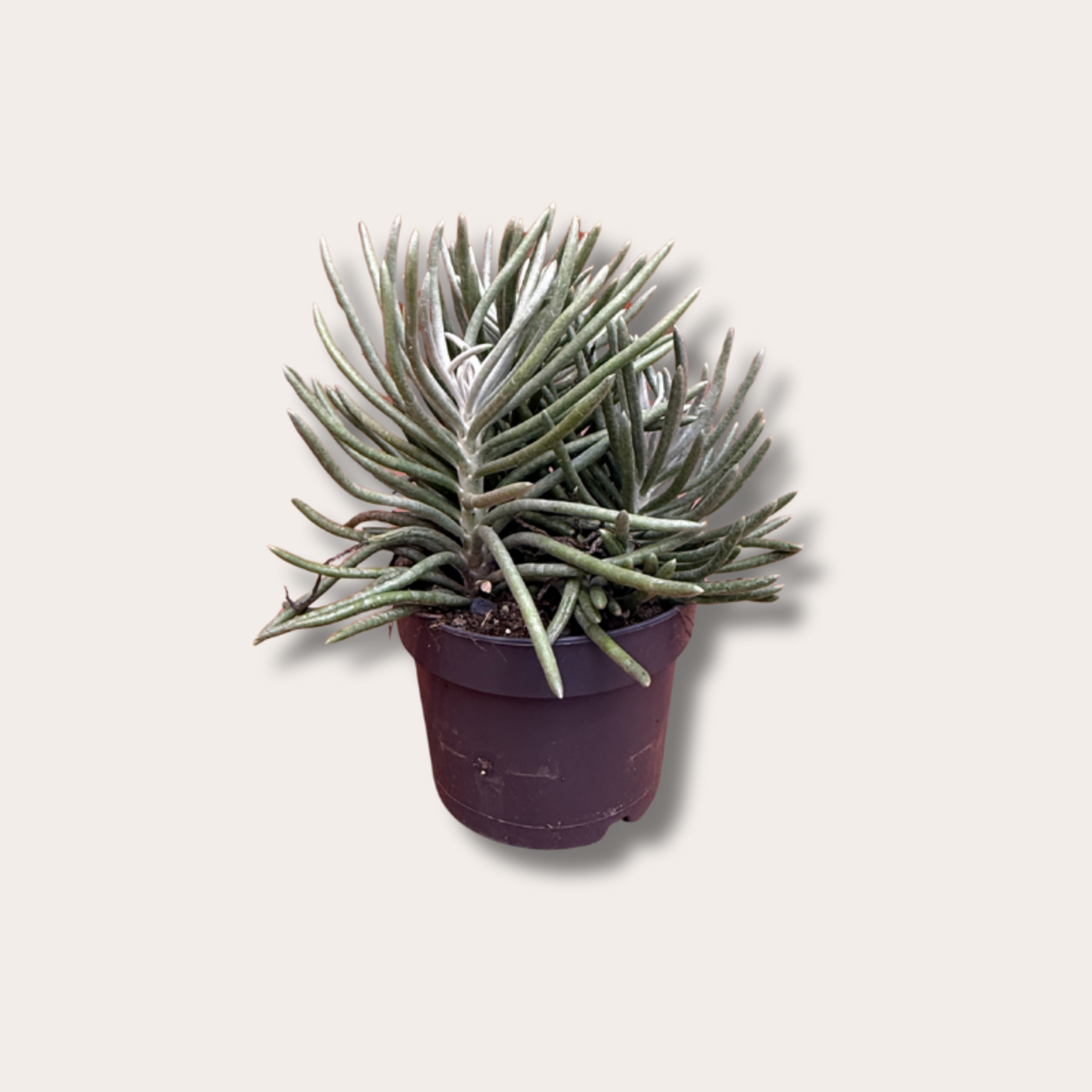 Senecio - Scaposus