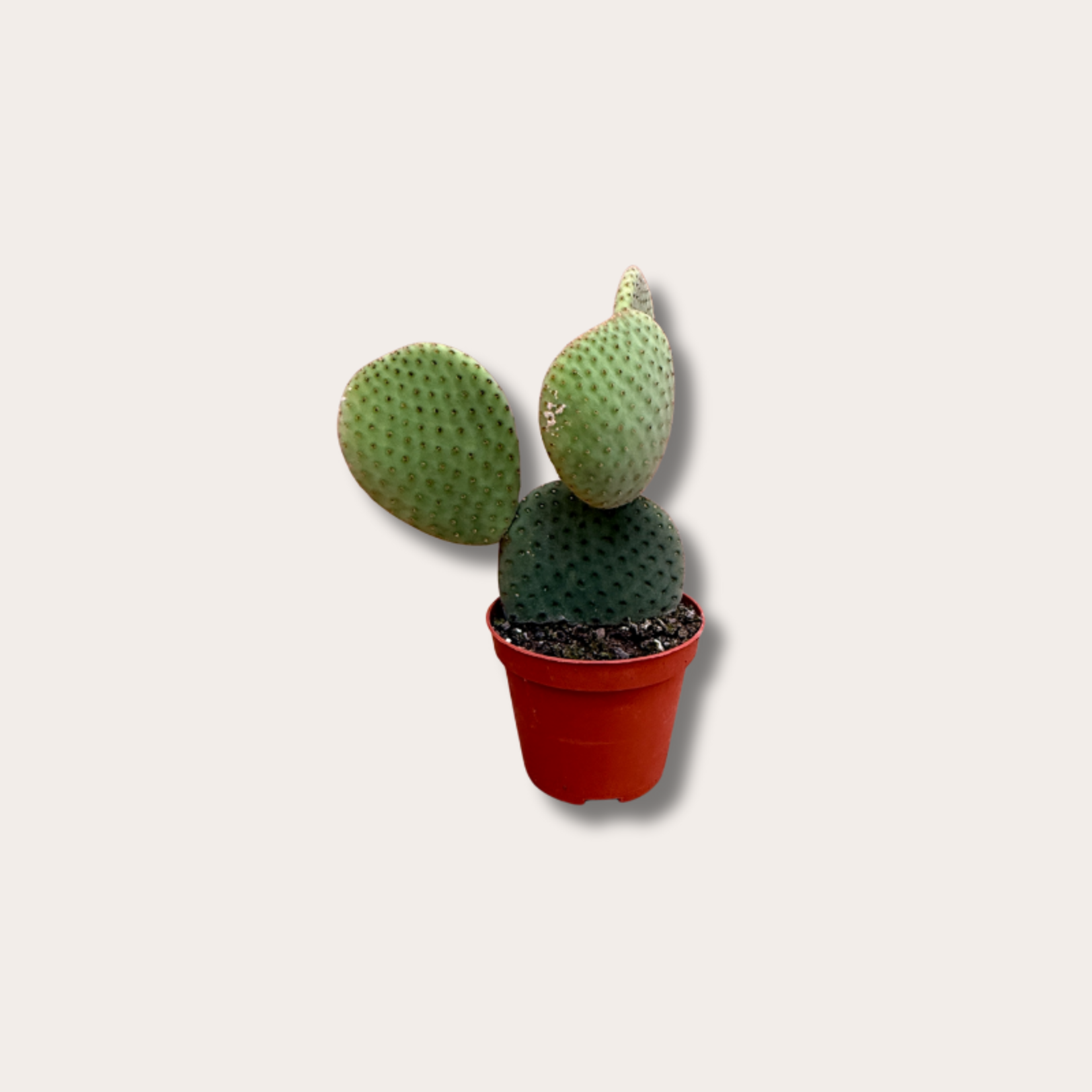 Opuntia - microdays