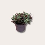 Echeveria - pulvinata 'Devotion'