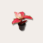 Aglaonema - Red joy