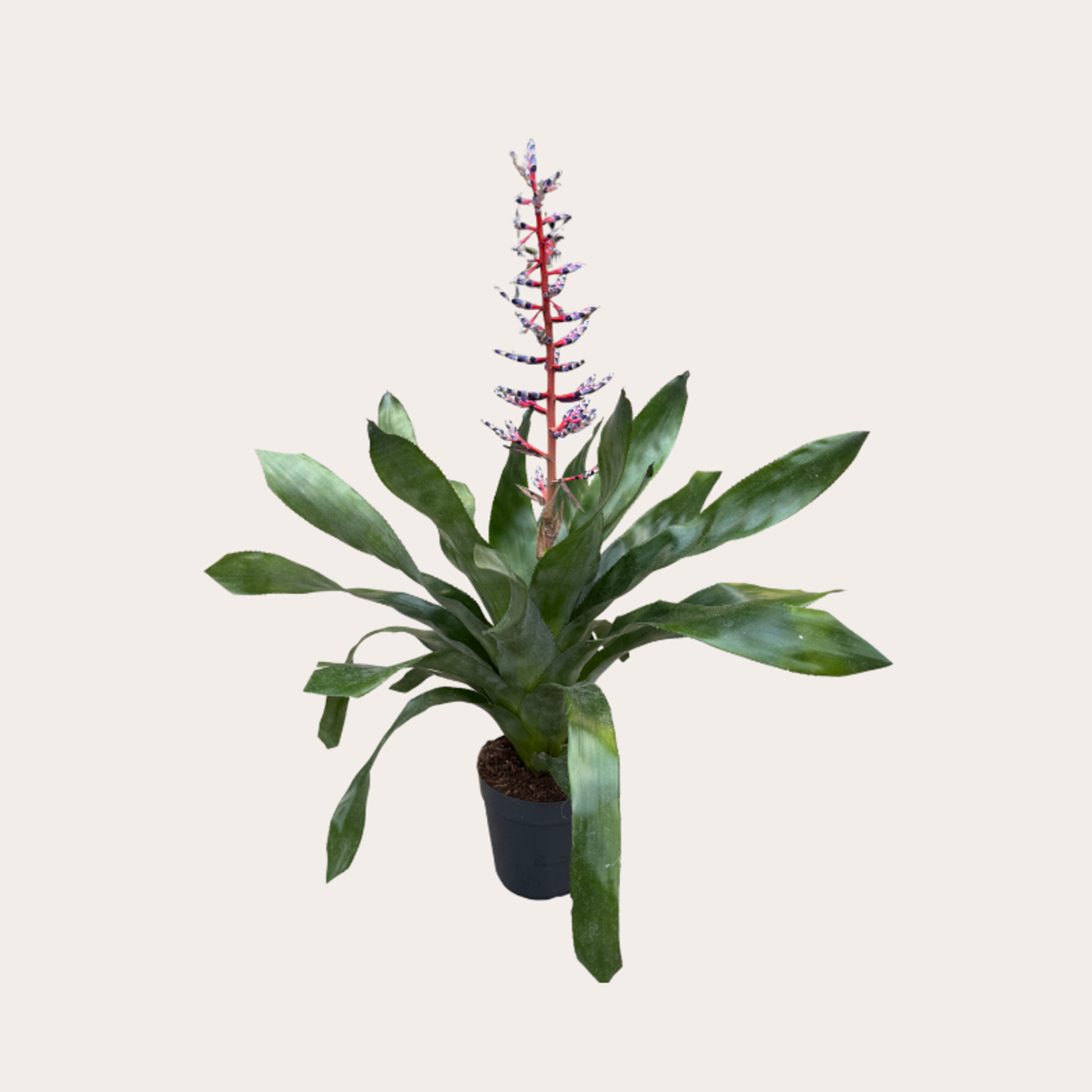 Aechmea - 'Blue Rain'