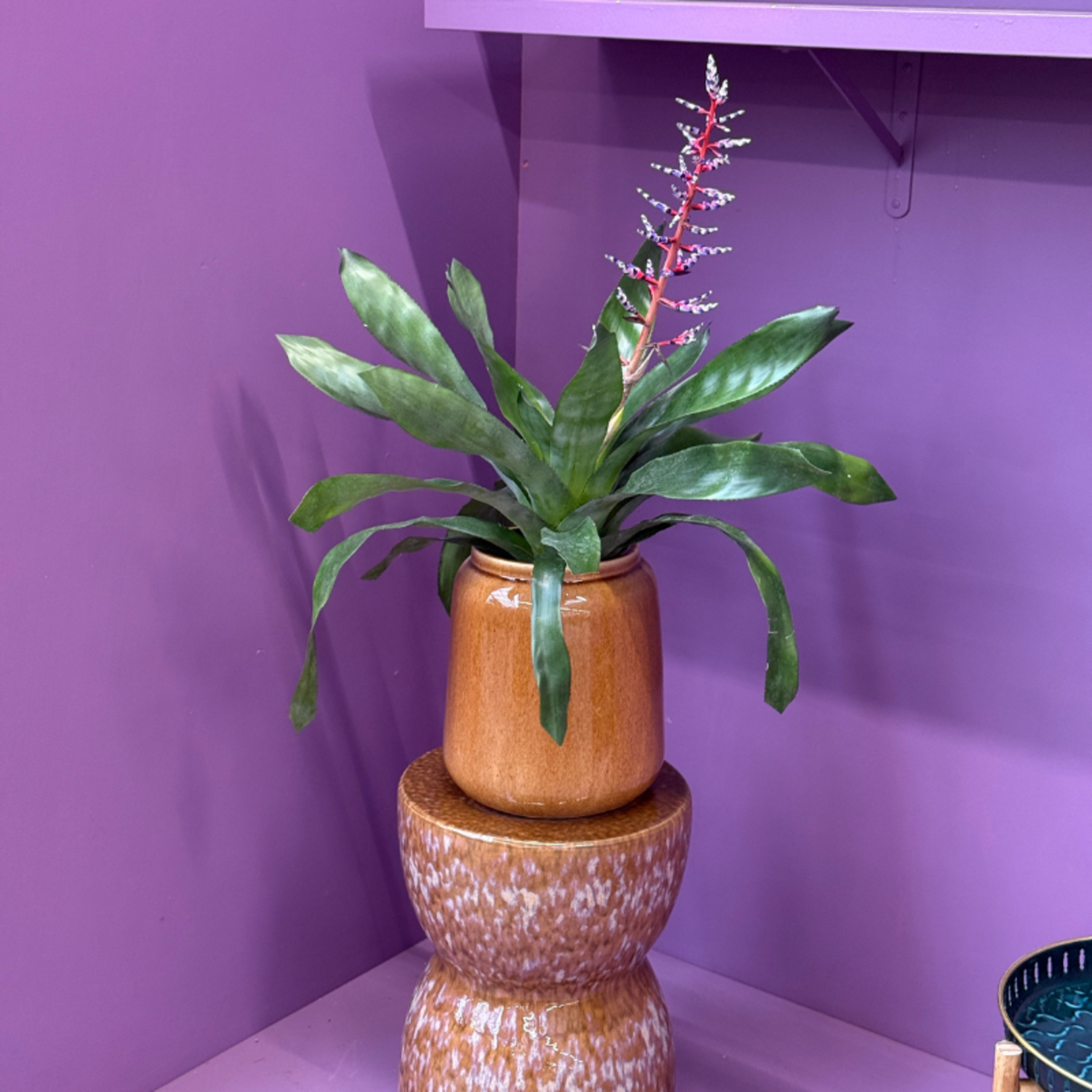Aechmea - 'Blue Rain'