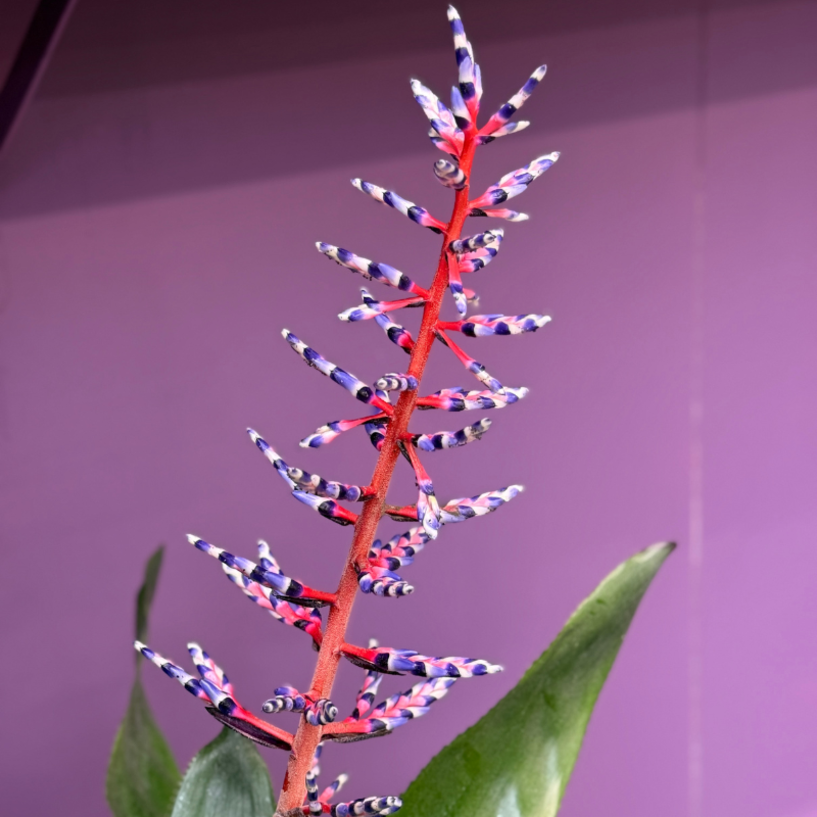 Aechmea - 'Blue Rain'