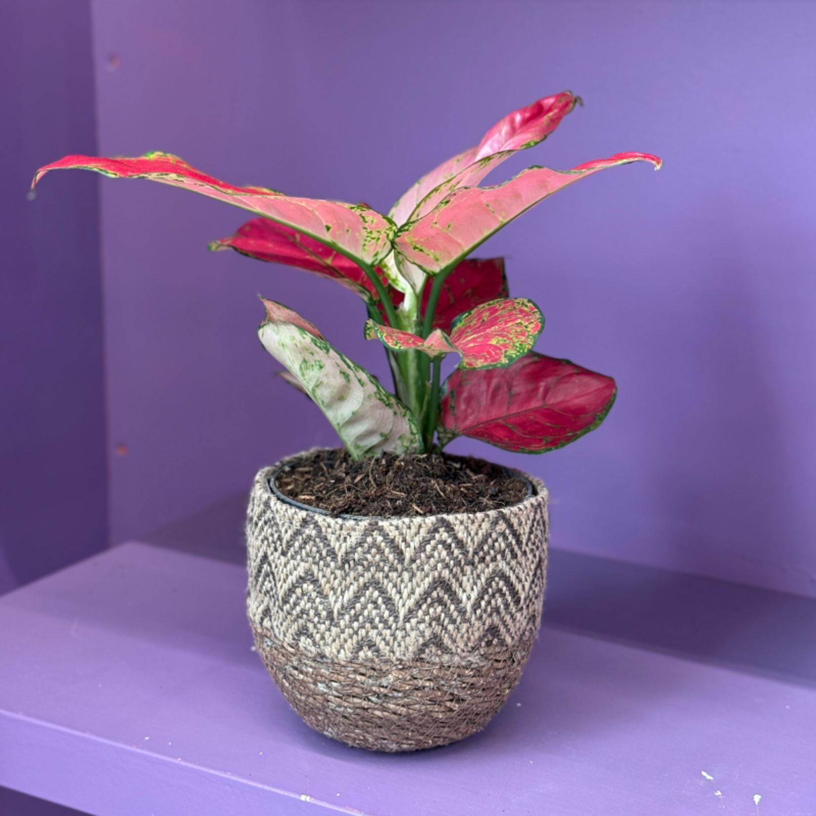 Aglaonema - Red joy