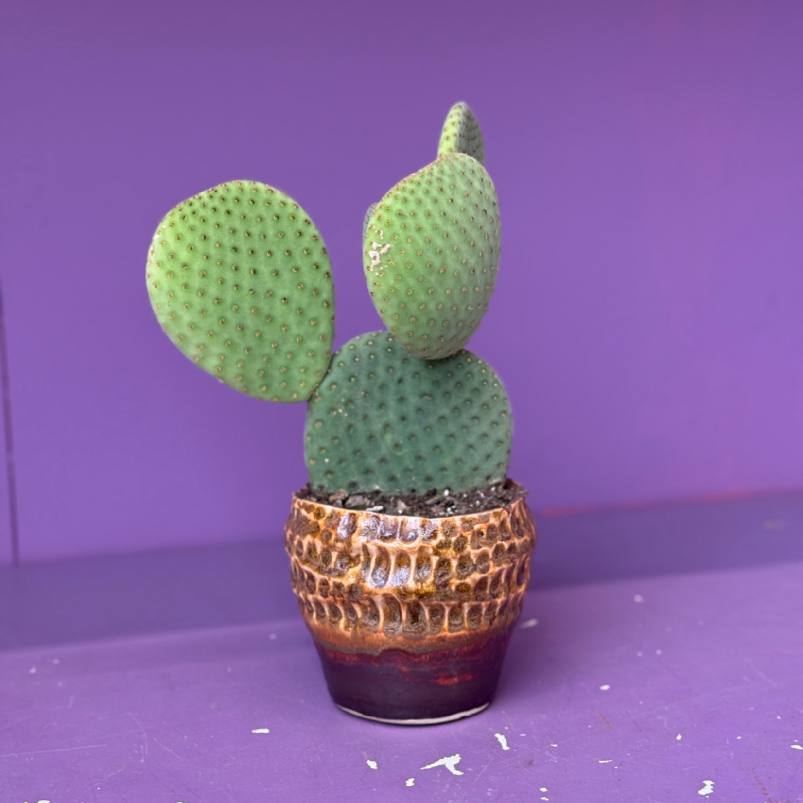 Opuntia - microdays