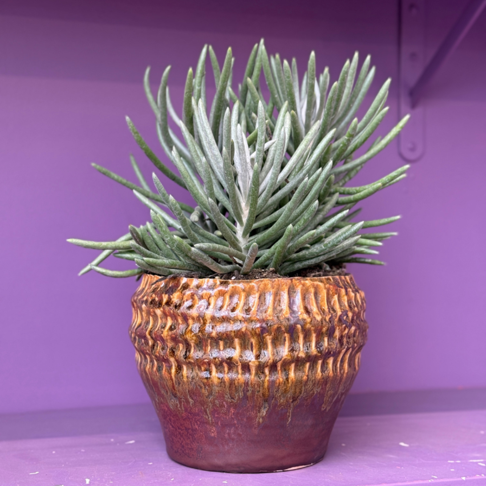 Senecio - Scaposus