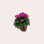 Cyclamen 'Petticoat'