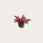Cryptanthus blvittatus