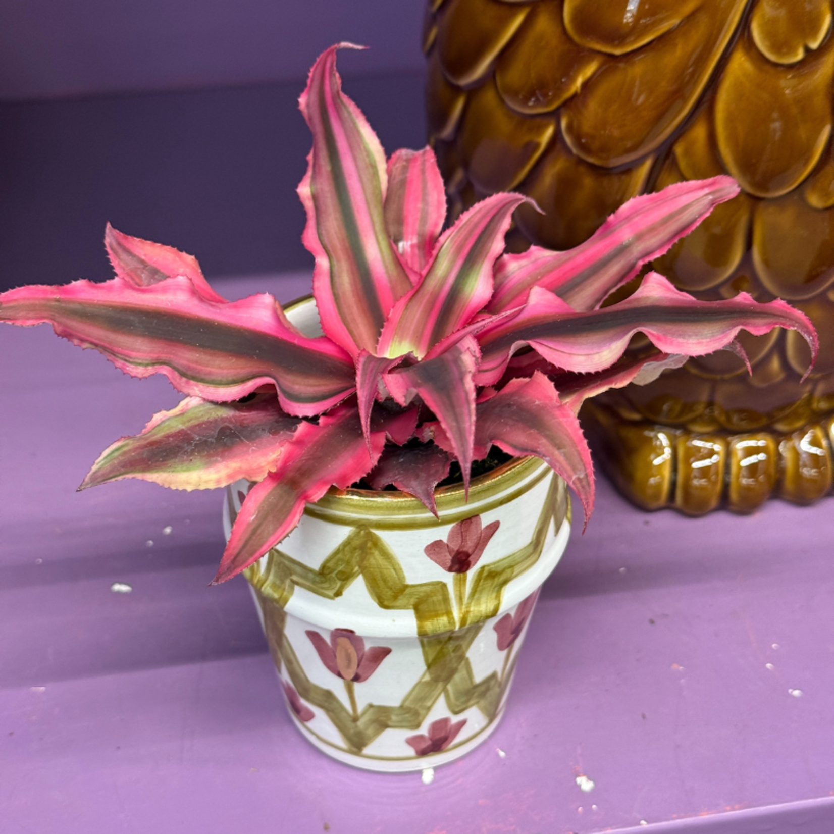 Cryptanthus blvittatus