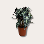 Alocasia amazonica 'Polly'